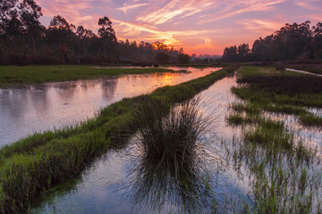 Fototapeta na wymiar sunset at swamp