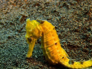 Sea horse