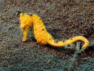 Sea horse