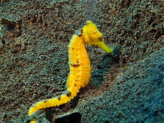 Sea horse
