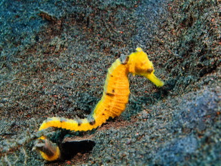 Sea horse