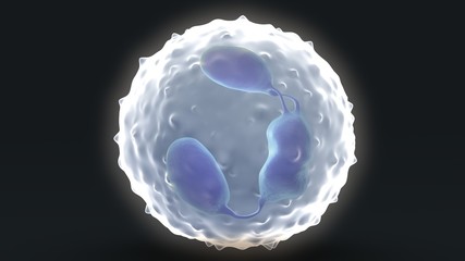 White blood cells 