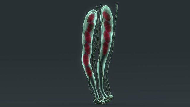 Ascospore