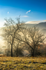 Fototapeta na wymiar autumn forest on hillside in fog
