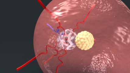 Blastocyst into endometrium