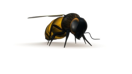 Honey Bee