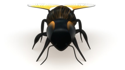 Honey Bee