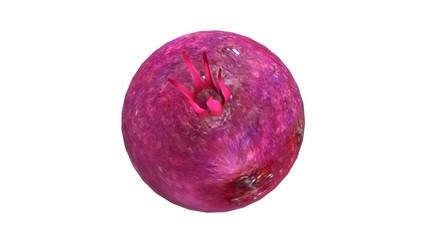 Fototapeta premium Beetroot