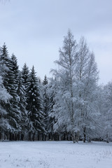winter snow on fir tree