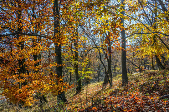 autumn forest in foliage
