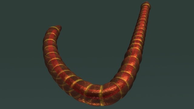 Tubifex Worm