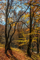Fototapeta na wymiar autumn forest in foliage
