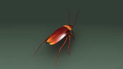 Cockroach