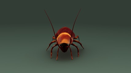 Cockroach
