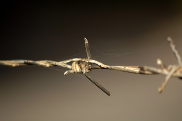 close up rusty and grunge barbed wire.