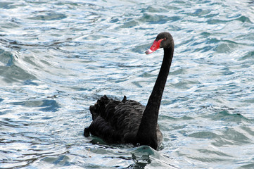 Black Swan in a waters of Lake Ohrid , macedonia