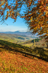 Naklejka premium landscape with forest in red foliage on sunny autumn day