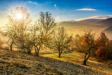 Herbstwald am Hang im Nebel © Pellinni