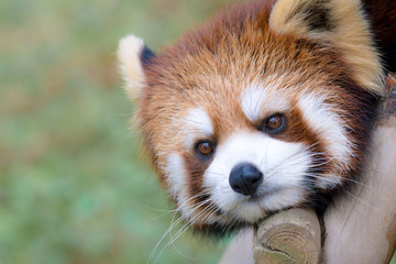 レッサーパンダ