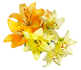 Obraz na płótnie Canvas Orange and white-yellow lilies