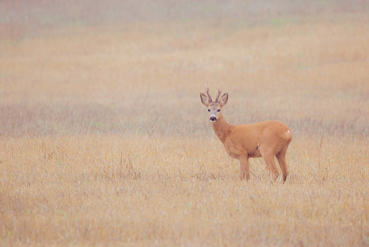 Deer in fog.