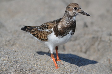 sandpiper Florida profile  side view 