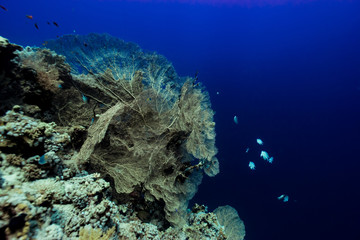 giant gorgonian seascape