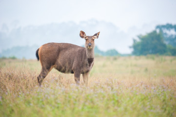 Naklejka na ściany i meble Sambar deer in meadows forest at Khao Yai national park, Thailan