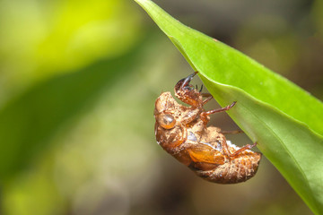weevil on green leaves