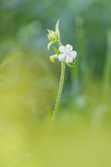 white wildflower