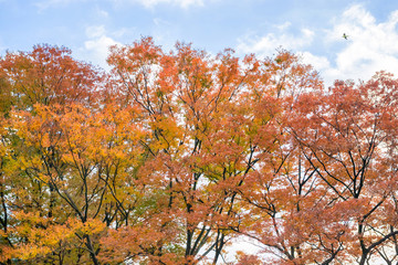 秋, 紅葉の木々