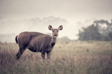 Sambar deer in meadows forest at Khao Yai national park, Thailan