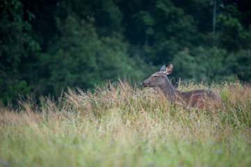 Sambar deer in meadows forest at Khao Yai national park, Thailan