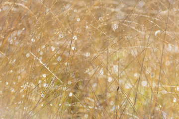 wet beige plants pattern on nature