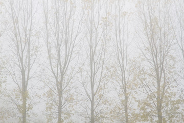 Chopos y niebla en otoño. Populus.