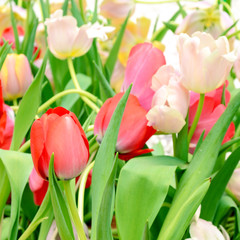Blossom tulip in the spring garden.