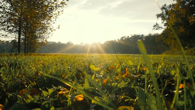 Sunbeams in a field in autumn at sunrise