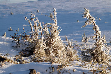 Winter fir trees covered fresh snow