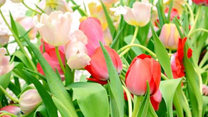 Blossom tulip in the spring garden.