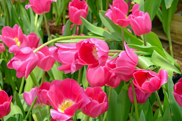 Blossom tulip in the spring garden.