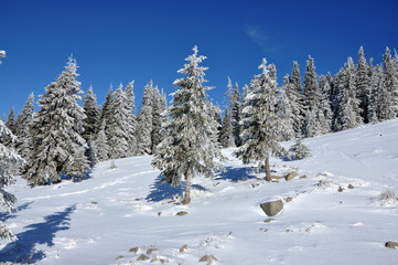 Fototapeta na wymiar Snow covered pine tree forest