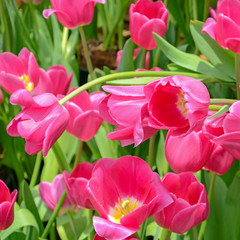 Blossom tulip in the spring garden.