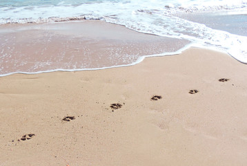 Dog paw prints on the beach. Sea and surf.
