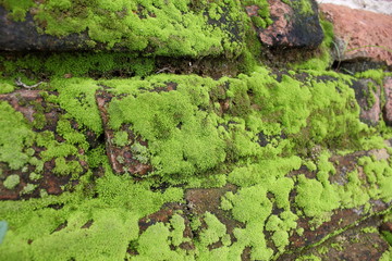 green Mos on old tree In the rainy season, Mos background