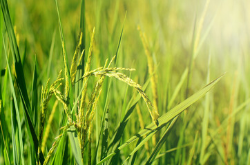 Obraz premium Jasmin Rice Plantation Field in Evening Light.