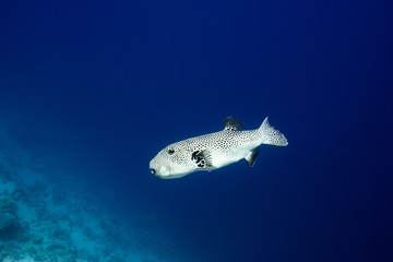 spiny pufferfish in the blue