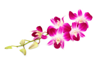 Naklejka na ściany i meble Beautiful orchids isolated on white background