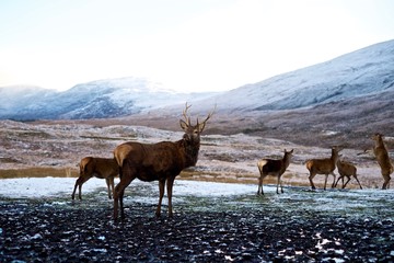 Cerfs et biches dans la nature