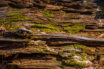 natural old wood - bark in moss