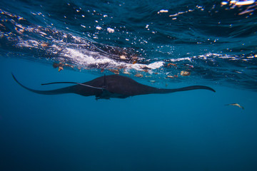 Diving with giant oceanic manta ray
Batu Lumbung (Manta Point), Indonesia
